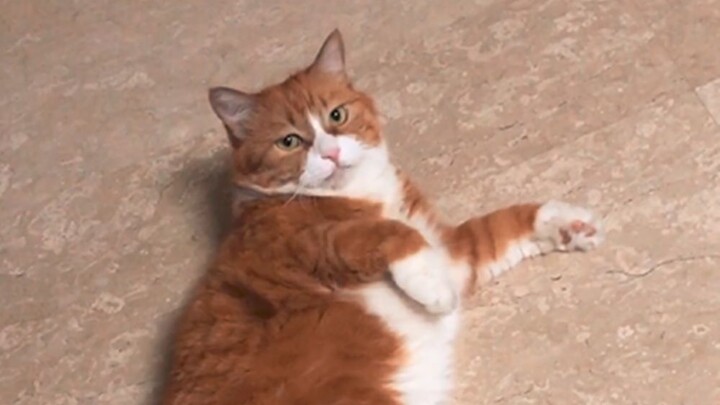 一只猫到底能有多像狗？