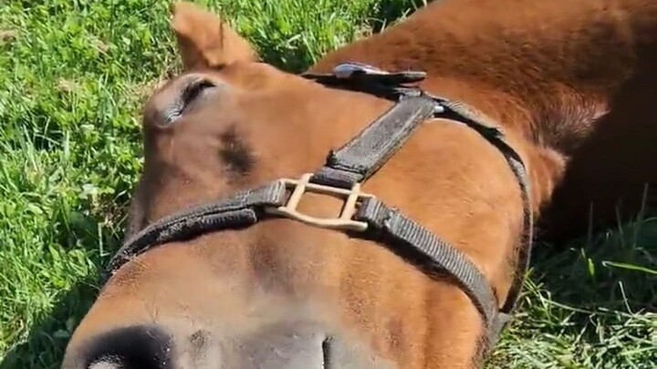 يحب التودد، لكن وزنه 530 كجم