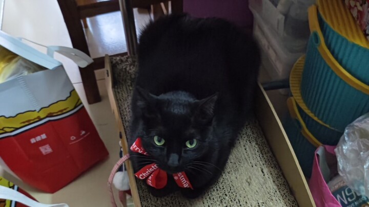 Aturan Meow, Xunmeow, mendengarkan Bad Apple!! Setelah tertidur, Yiji dibangunkan dari tidurnya