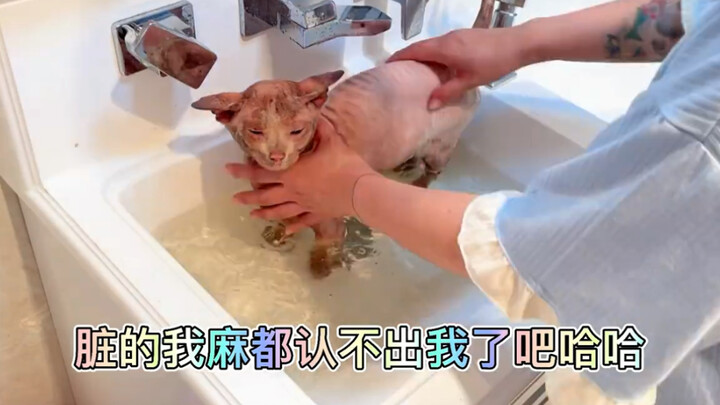 你能想到无毛猫到底有多脏？【后半段很惊喜！】