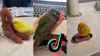 Bird Side of Tiktok Compilation #9