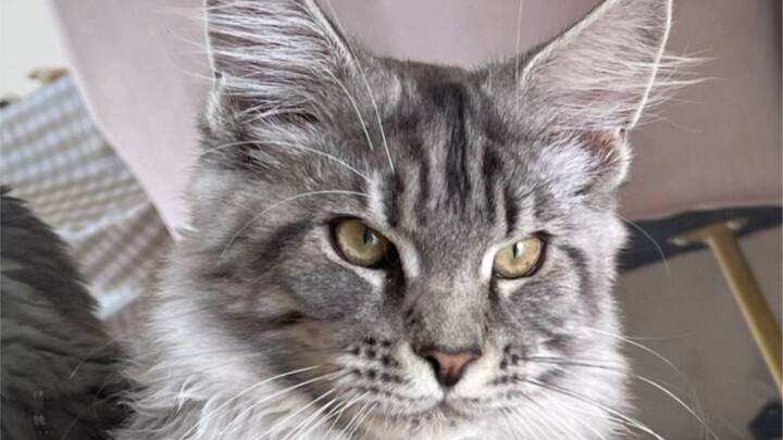 Our Bobbie was really handsome when he was little.