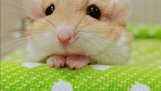 [Animals]Adorable moments of Four Toed Jerboa