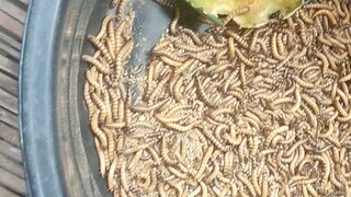 superworm