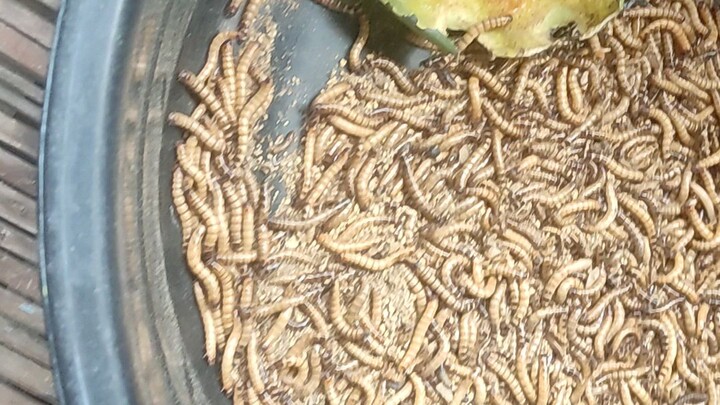 superworm