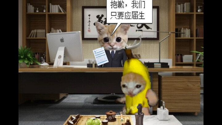 الوضع الحالي لخرّيجي القطط في الجامعات المعاصرة