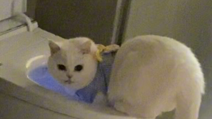 小猫咪也不能相信了
