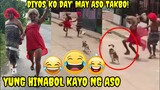 Yung hinabol kayo Ng aso' diyos ko day' takbo 😁😂| Pinoy memes, funny videos compilation