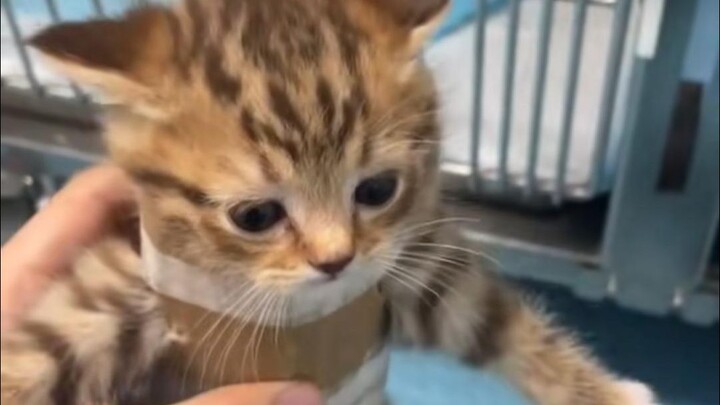 Yang nggak imut nggak bakal ketemu!