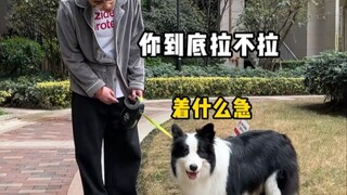 The most common words dog owners say every day