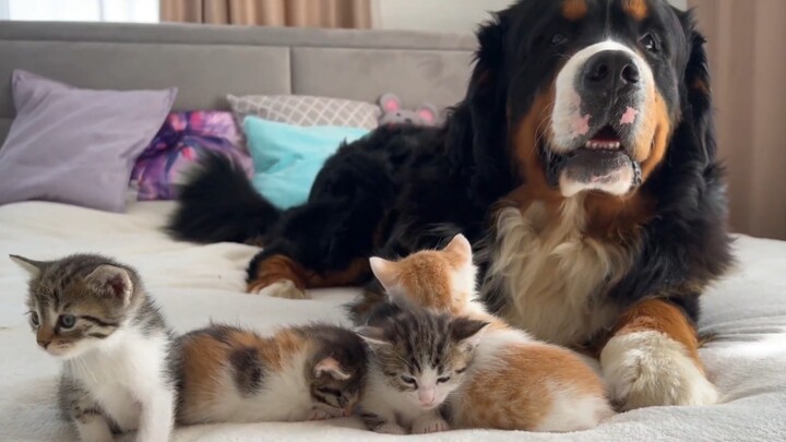 It's Little Bo's turn to take care of the baby.