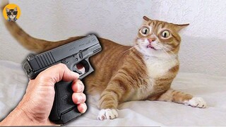 Oh No! 😹 Funny Cats Videos Ever 2021| Pets House