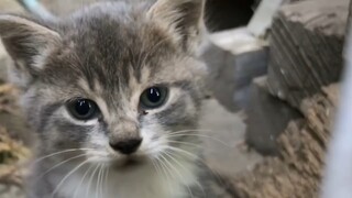 Terima kasih atas kepercayaan Ibu Kucing