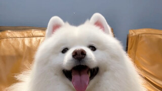 It seems like it knows it's super cute!