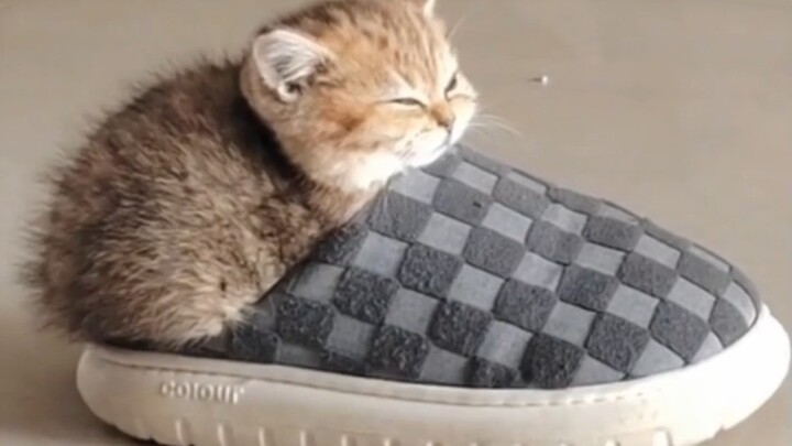 Itu adalah anak kucing kecil yang suka menggigit sandal~