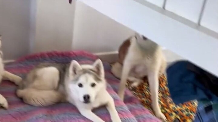 你们以为我去上班了？？