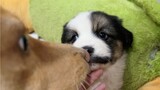 [Hewan]Sifat Keibuan Anjing Saat Melihat Anak Anjing