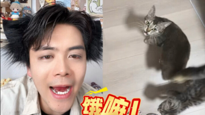 Cat language saves the hungry cat! The little cat is really hungry!