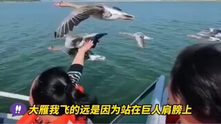 Wild Geese: Making Good Use of External Resources