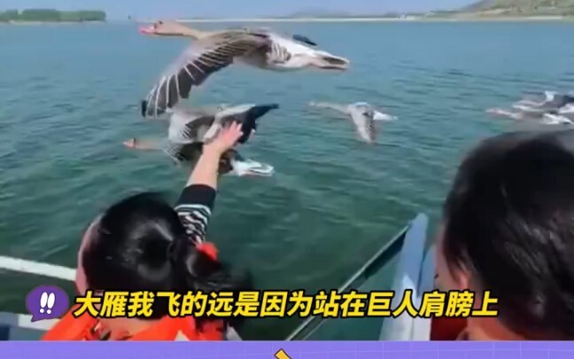 Wild Geese: Making Good Use of External Resources