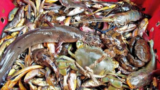 Đi biển thả cào bắt ''CÁ TÔM CUA'' về nấu ăn bữa cơm gia đình | Ngư Dân Miền Tây