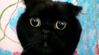 Saya akan memberi tahu kalian bagaimana caranya melihat alis seekor kucing hitam!