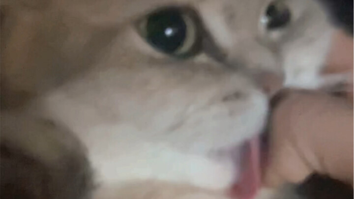 “ลิ้นเล็กเพิ่งโผล่ให้เห็นปลายจิ๋ว”