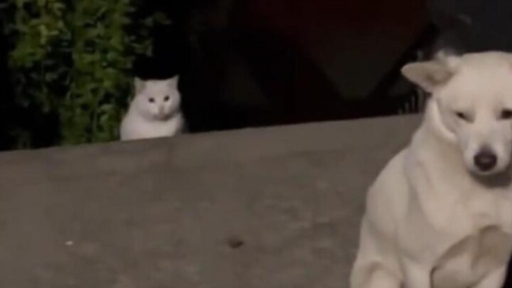 Kucing datang: “Aku bilang, aku bakal bikin malu diri sendiri!”