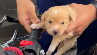 Anak anjing: Aku ingin sekali menelepon polisi!