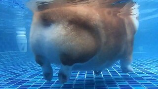 The Corgi's butt is so cute in the water, it actually floats!