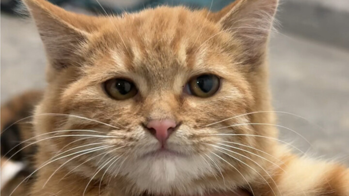 Saat Anda mengetahui bahwa itu adalah anak kucing betina