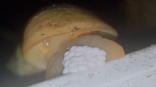 Ganito pala manganak ang mga Aple Snail