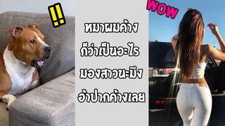 ขนาดหมายังมองอ้าปากค้าง แล้วคนจะไปเหลืออะไร รวมคลิปฮาพากย์ไทย