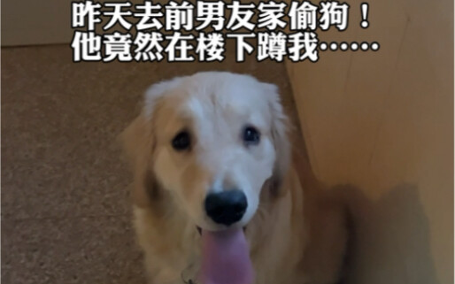 分手可以 狗子的抚养权必须给我！！