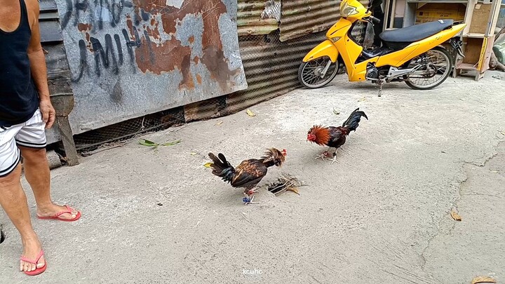 mag kapatid sa tatay .  hiraw 2x winner