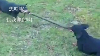 หมา: วันนี้แม่น้ำนี้ต้องถอนจริงๆ เลย