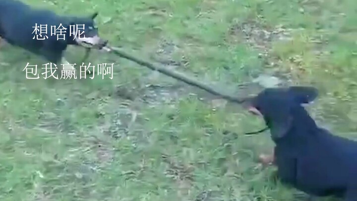 หมา: วันนี้แม่น้ำนี้ต้องถอนจริงๆ เลย