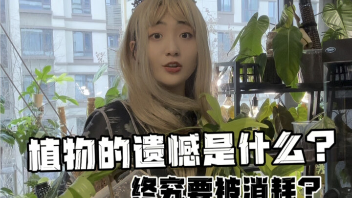 植物爱好者日常｜植物的遗憾是什么？（关于美人锦蔓绿绒的阴阳叶子）