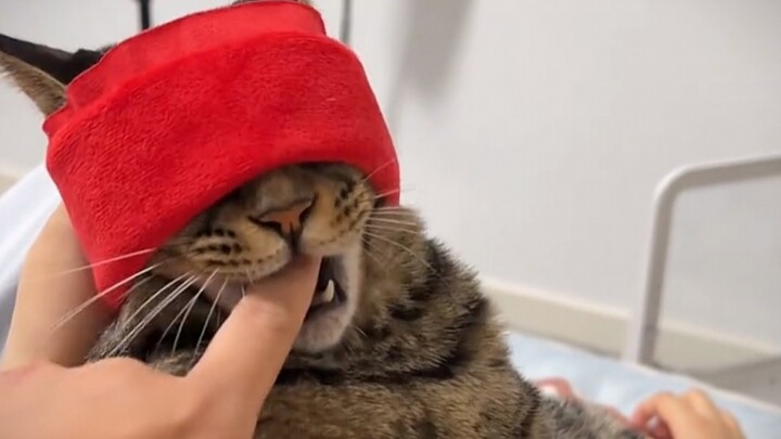 “Seberapa jelas sih ketidakadilan kucing terhadap orang lain”