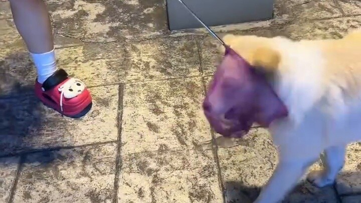 Seekor jangkrik bertengger di dinding...mulut anjing keluar dari langit?