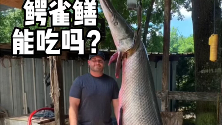 Is the invasive alligator gar poisonous? So, can you actually eat it? Fishing with a half-meter-long