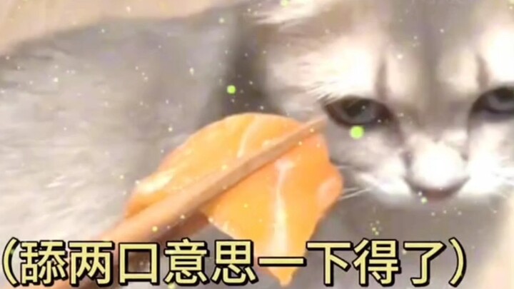 Sure enough, abroad it’s not just the students who eat poorly—even the cats do.