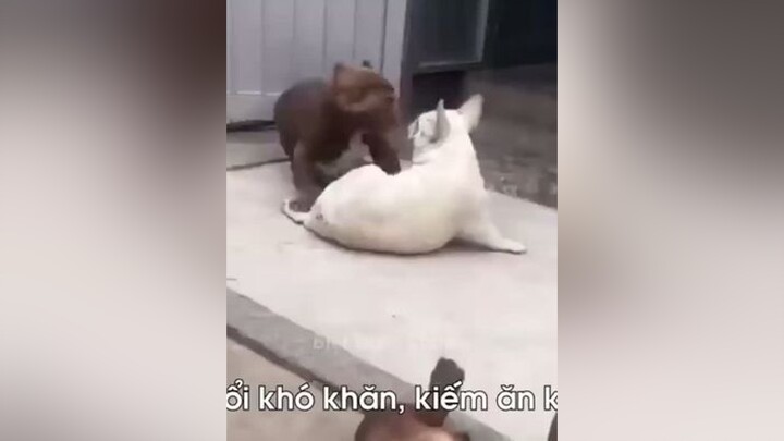 Dám chọc Bồ tao hả mạy😂😂😂dongvathaihuoc dog TrungThu2021 SongKhoe247 TikTokFashUP NhanVatChinh ONhaVanVui