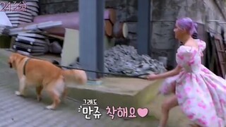 Rose nói với chú chó Manju "Đây là nhà vệ sinh nữ, mày là con trai đó"