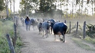 #ผู้หญิงเลี้ยงควาย Thai buffalo คุณผึ้ง จิราภัค ขำเอนก|ช่องชัดเจนฟาร์ม|