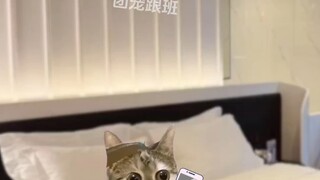 团宠跟班1+2合集