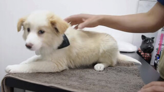 Bringing This Border Collie to the Vet for the First Time