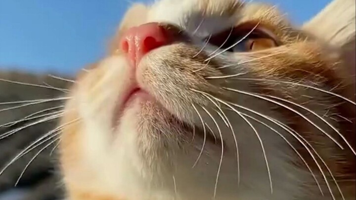 No kitten would ever want to miss this “Miao Miao Mountain” 🐈 Original song