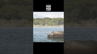 [Huh?]Not Eating, But Helping - Hippo's Meal and Chicken's Raft