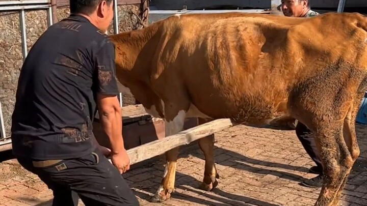 我爸硬抗一招神牛摆尾，不知老腰顶不顶得住！